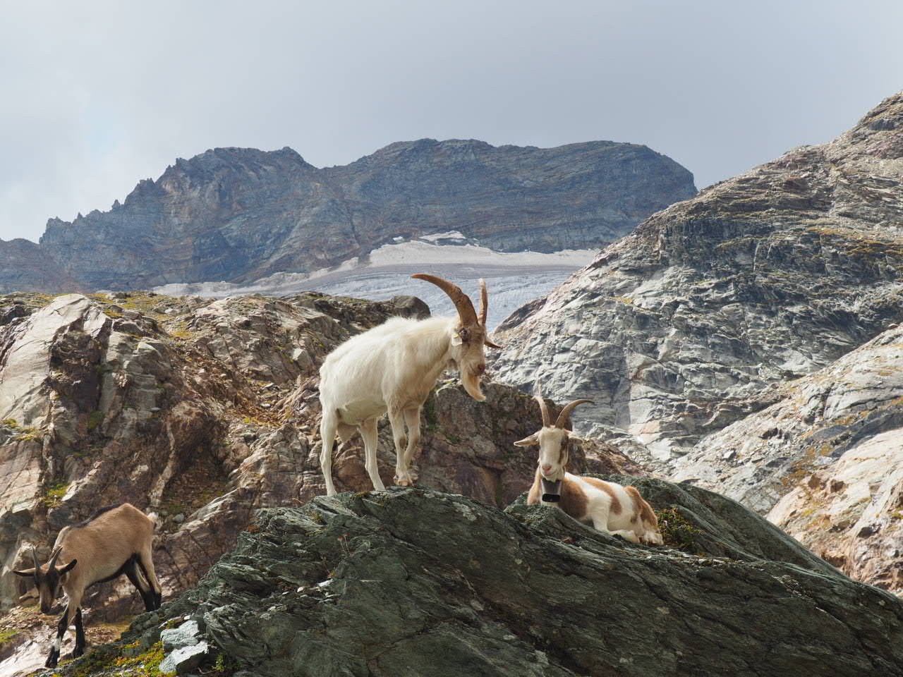Mehr über den Artikel erfahren 46 Poschiavo (Prada) – Campo Moro